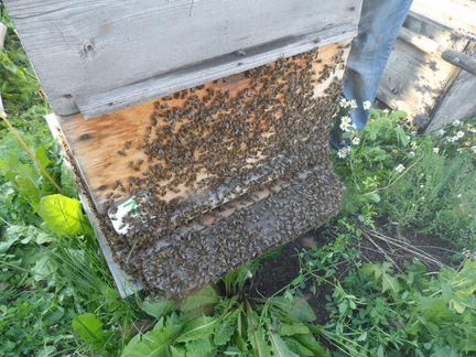 Продам пчелосемьи - фотография № 2
