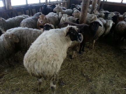 Овцы бараны ягнята, козы козлята и кролики - фотография № 1