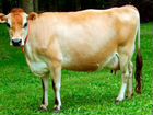 Искусственное осеменение коров и тёлок