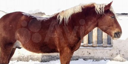 Лошадь жеребец тяжеловоз советский